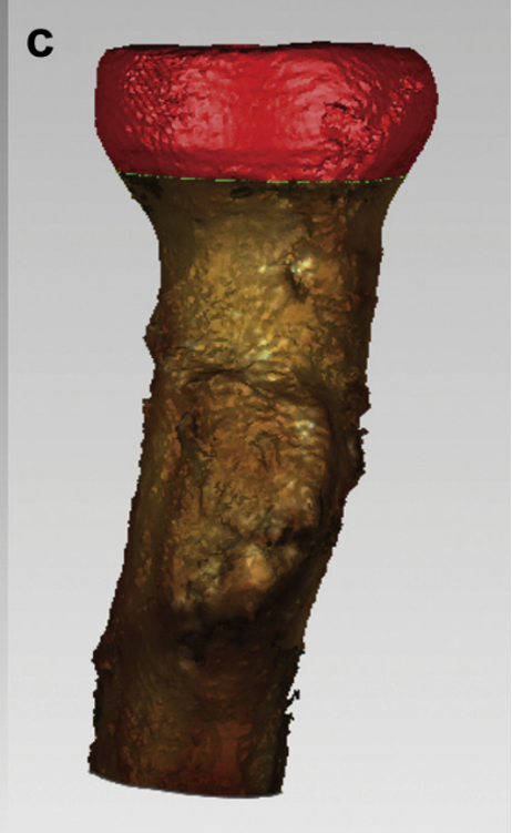 球关将史密斯之员收嘴上解剖的简单介绍