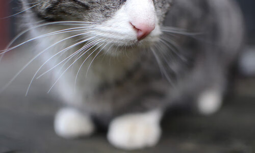 佩德里高光闪耀，沙特强势晋级希腊—一场定义未来的经典对决